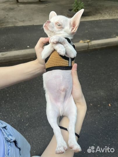 Вязка чихуахуа мальчик