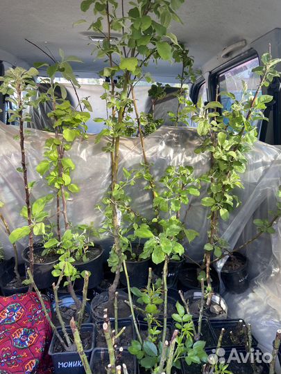 Саженцы (большей выбор)