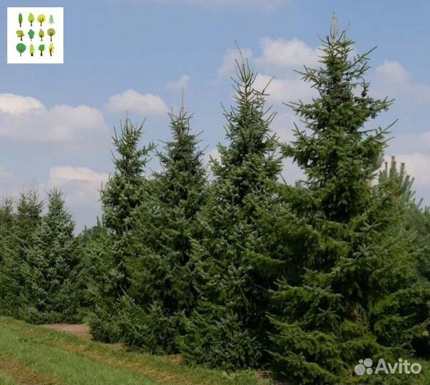 Крупномеры ели с гарантией