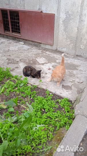 Котятки бесплатно