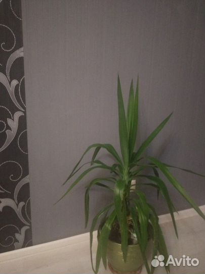 Кордилина прямая