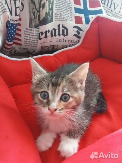 Котенок в добрые руки даром