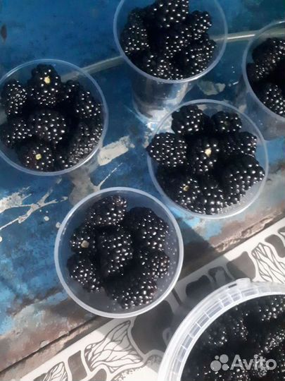 Ежевика малина ягода