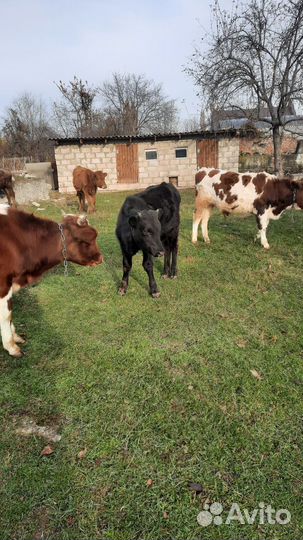 Бычки и нетели