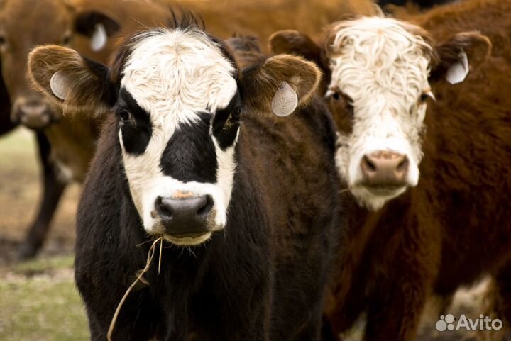 Скотник вахта