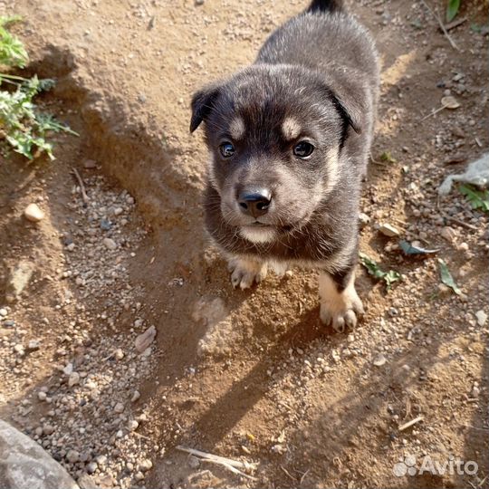 Щенки