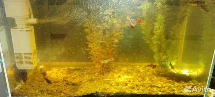 Аквариум с рыбками