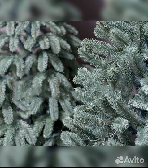 Искусственная елка голубая