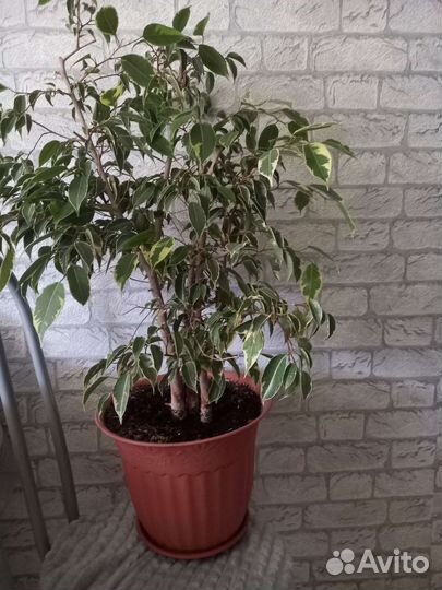 Фикус бенджамина большой