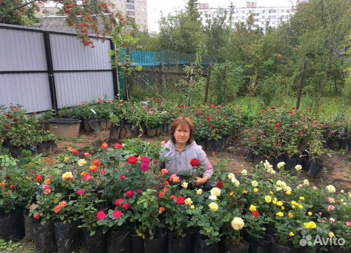 Саженцы роз Элитные сорта