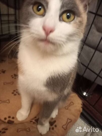 Маленькой бездомной кошечке очень нужен дом