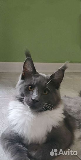 Котята мейн-кун