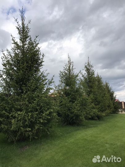 Ель европейская