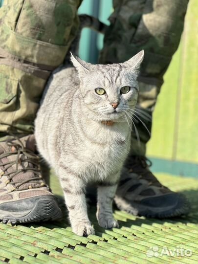 Котята котенок