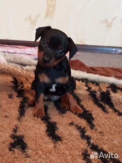 Цвергпинчер