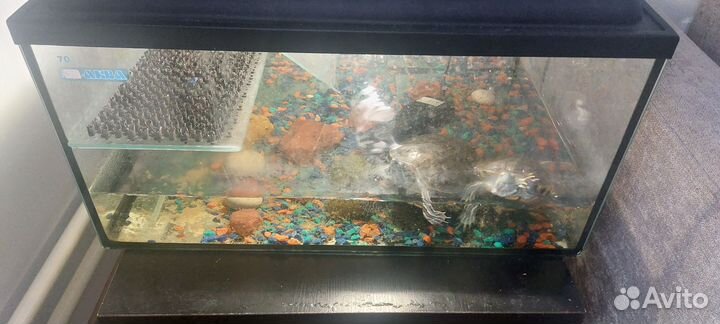 Аквариум счерепахами