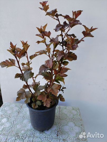 Пузыреплодник