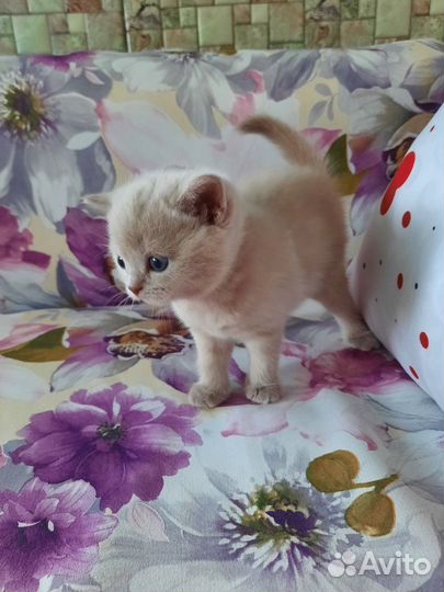 Плюшевые котятки