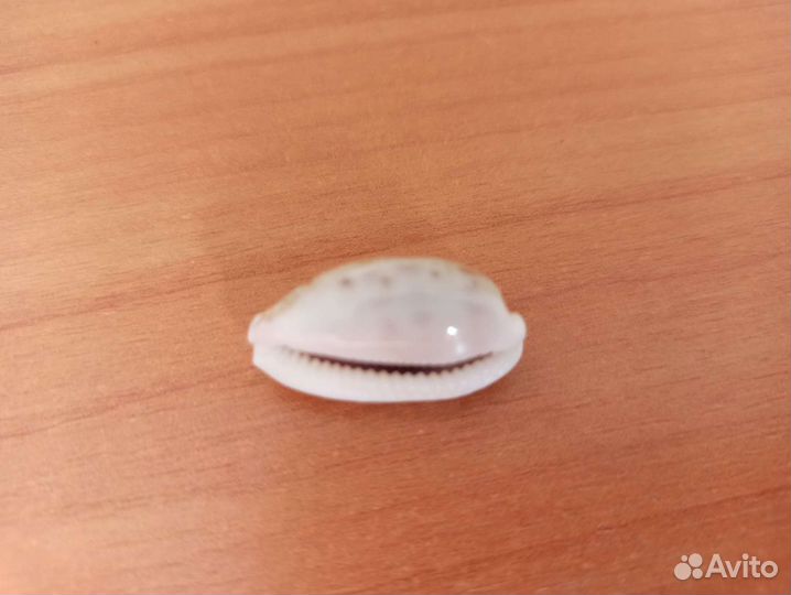 Морская раковина