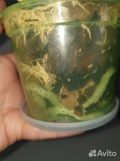 Фаленопсис мини бабочка