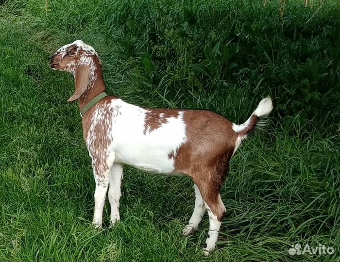 Козочки нубийские