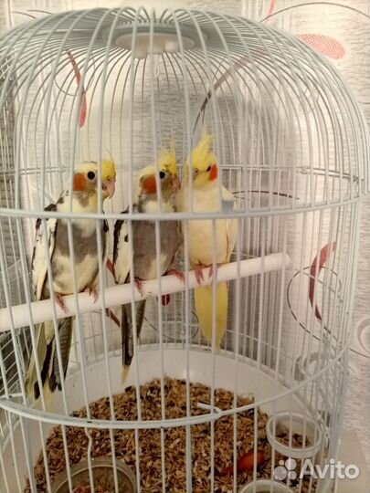 Попугай корелла птенец