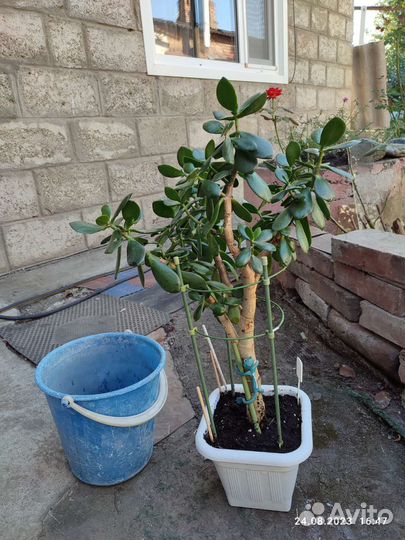 Крассула толстянка