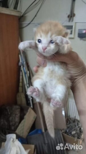 Изу кормящую кошку