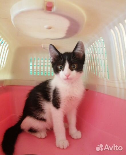 Котенок мальчик