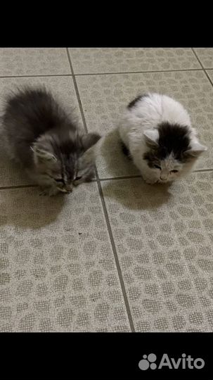 Кошка в дар