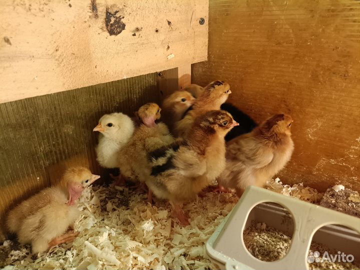 Цыплята