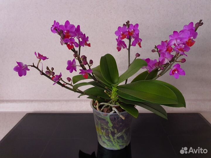 Орхидея фаленопсис льюис берри, luis berry