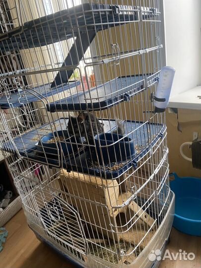 Шиншиллы с клеткой