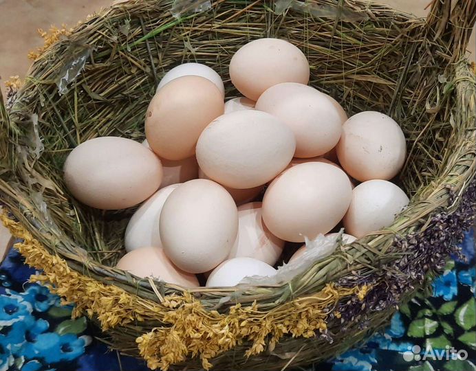 Домашние куриные яйца