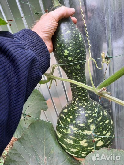 Лагенария, семена