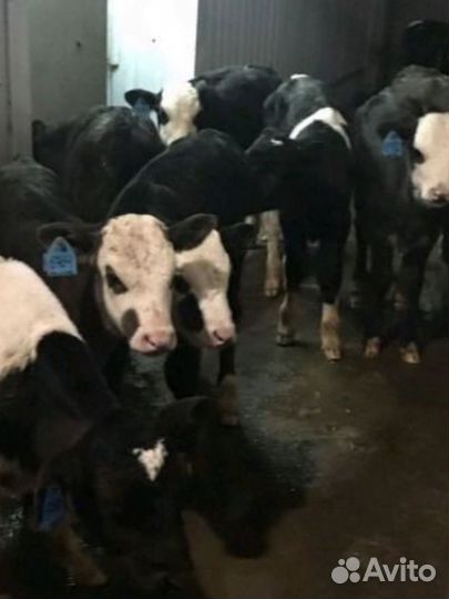 Бычки и телята