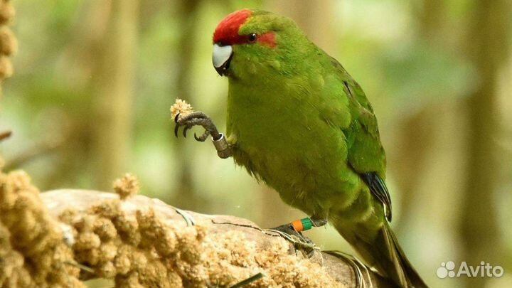 Попугаи розелла, волнистые, какарик, корелла