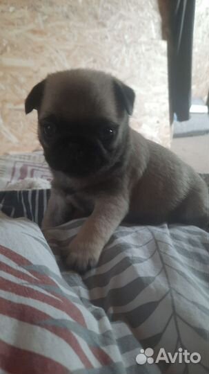 Щенки мопса