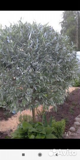 Ива серебристая лохолистная то, ива извилистая