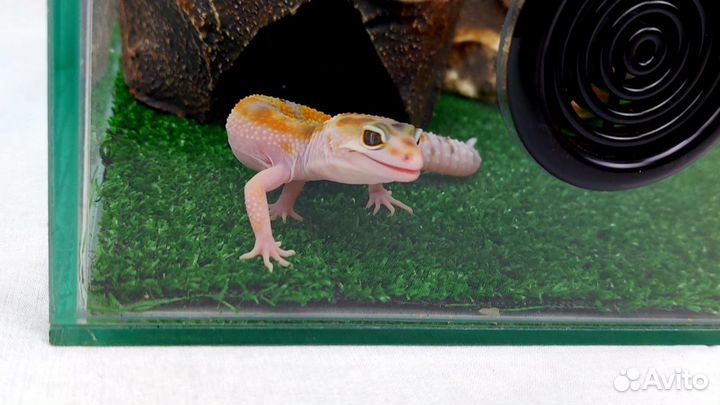 Эублефары с комплектом для содержания