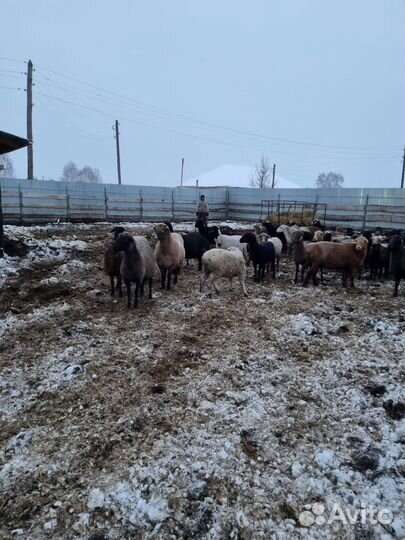 Овцы,бараны