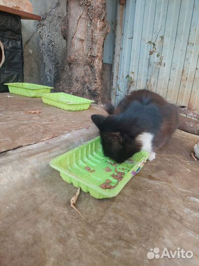 Маленькие котята в добрые руки