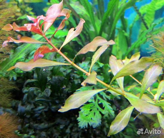 Аквариумные растения