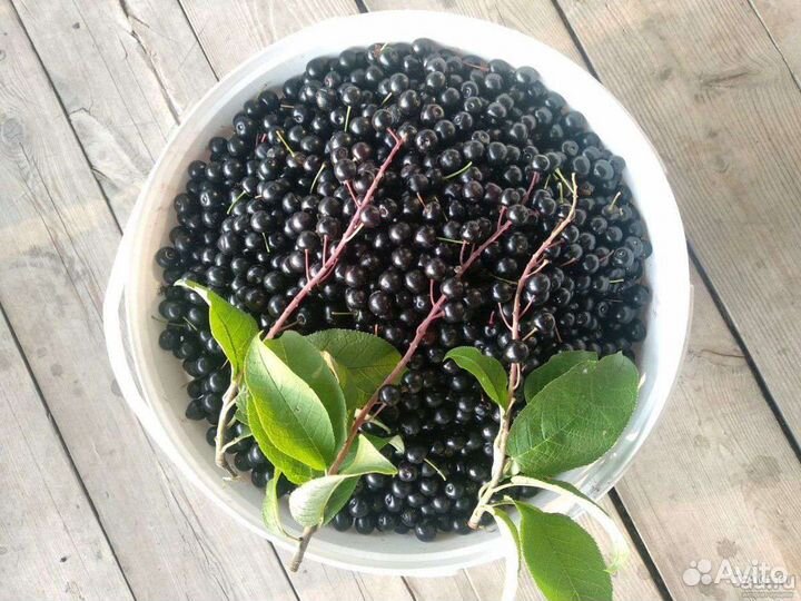 Земляника Клубника Малина