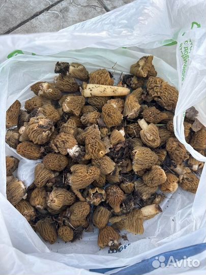 Сморчки свежие