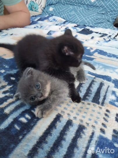 Кошка в дар бесплатно
