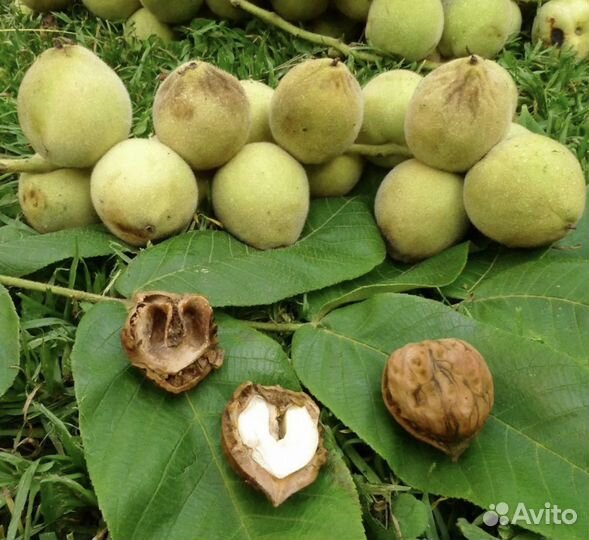 Маньчжурский орех, дубки, лещина