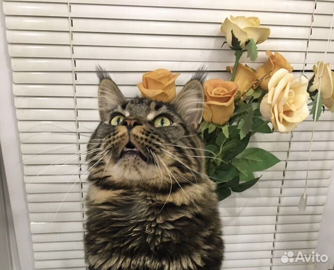 Ищем невесту