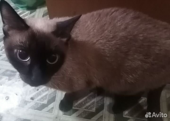 Умные и ласковые кошечки и котики