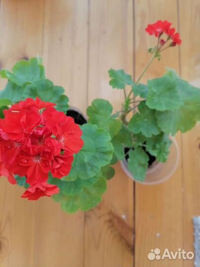 Герань пеларгония